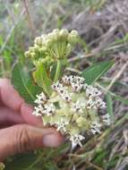 Image of Asclepias mellodora St. Hil.