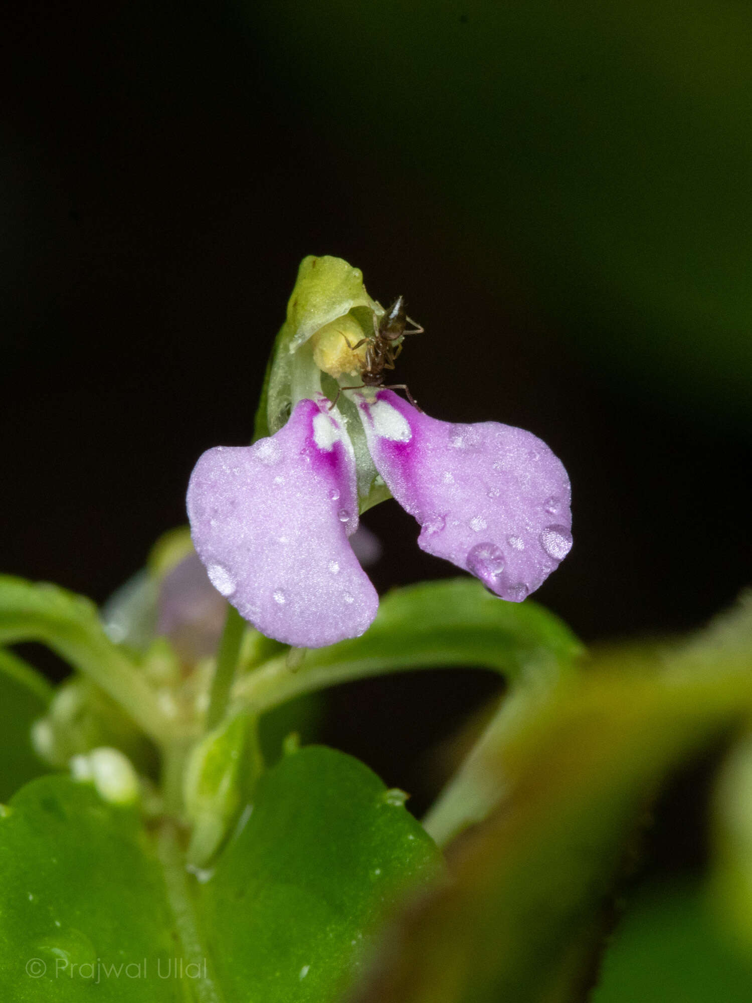 Image of Impatiens minor (DC.) S. S. R. Bennet