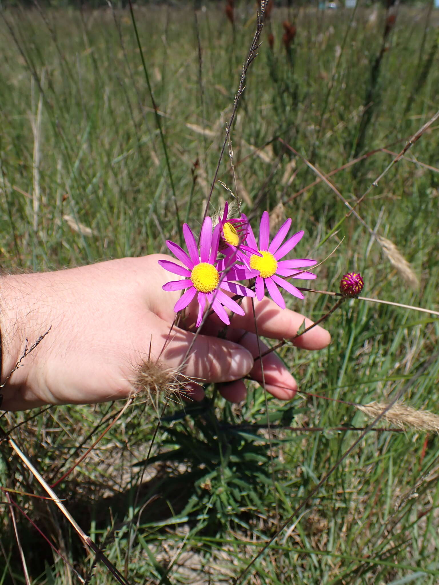 Image of Senecio multibracteatus Harv.