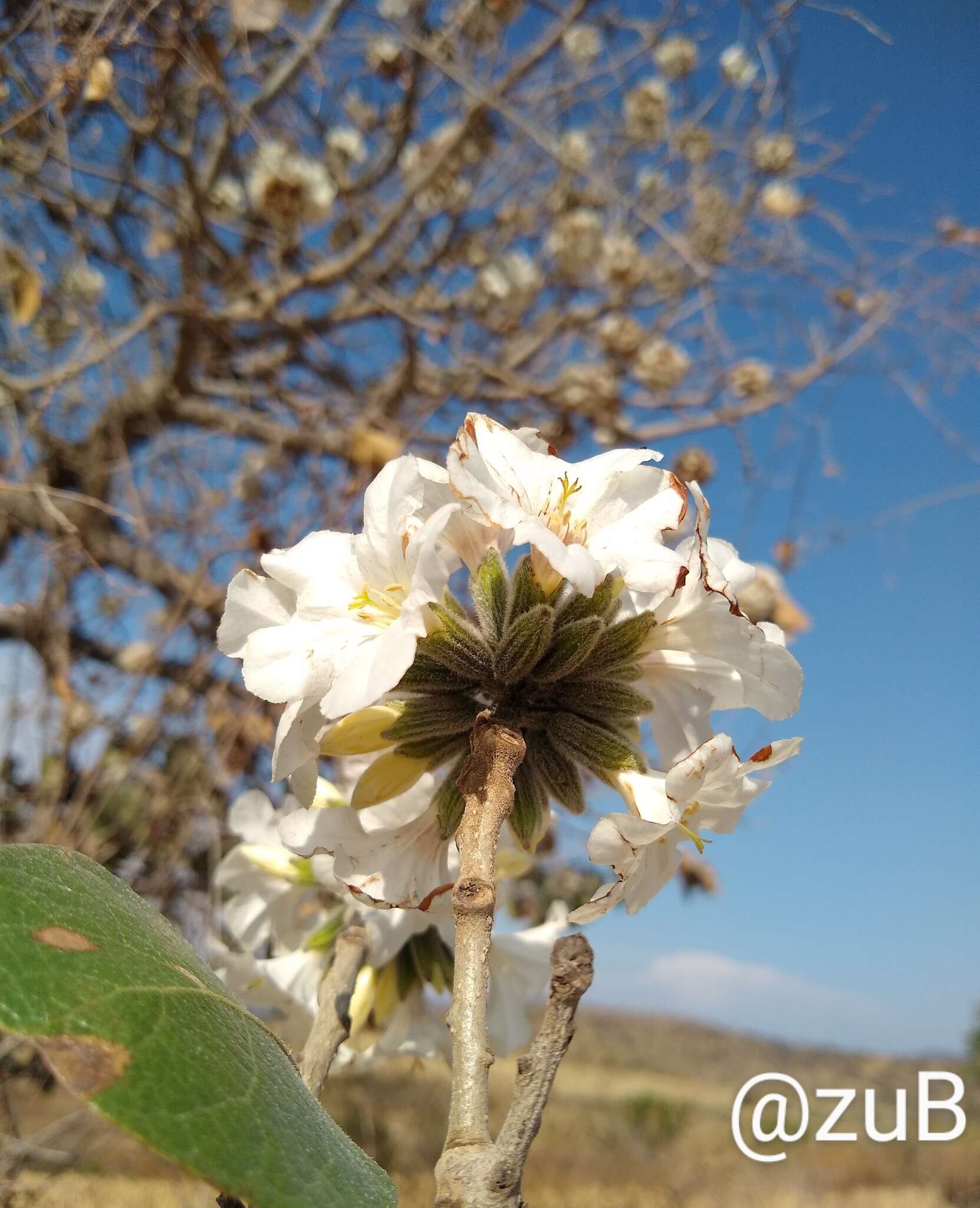 صورة Cordia morelosana Standl.