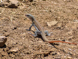 Callopistes maculatus Gravenhorst 1838 resmi