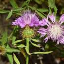 صورة Centaurea malacitana Boiss.