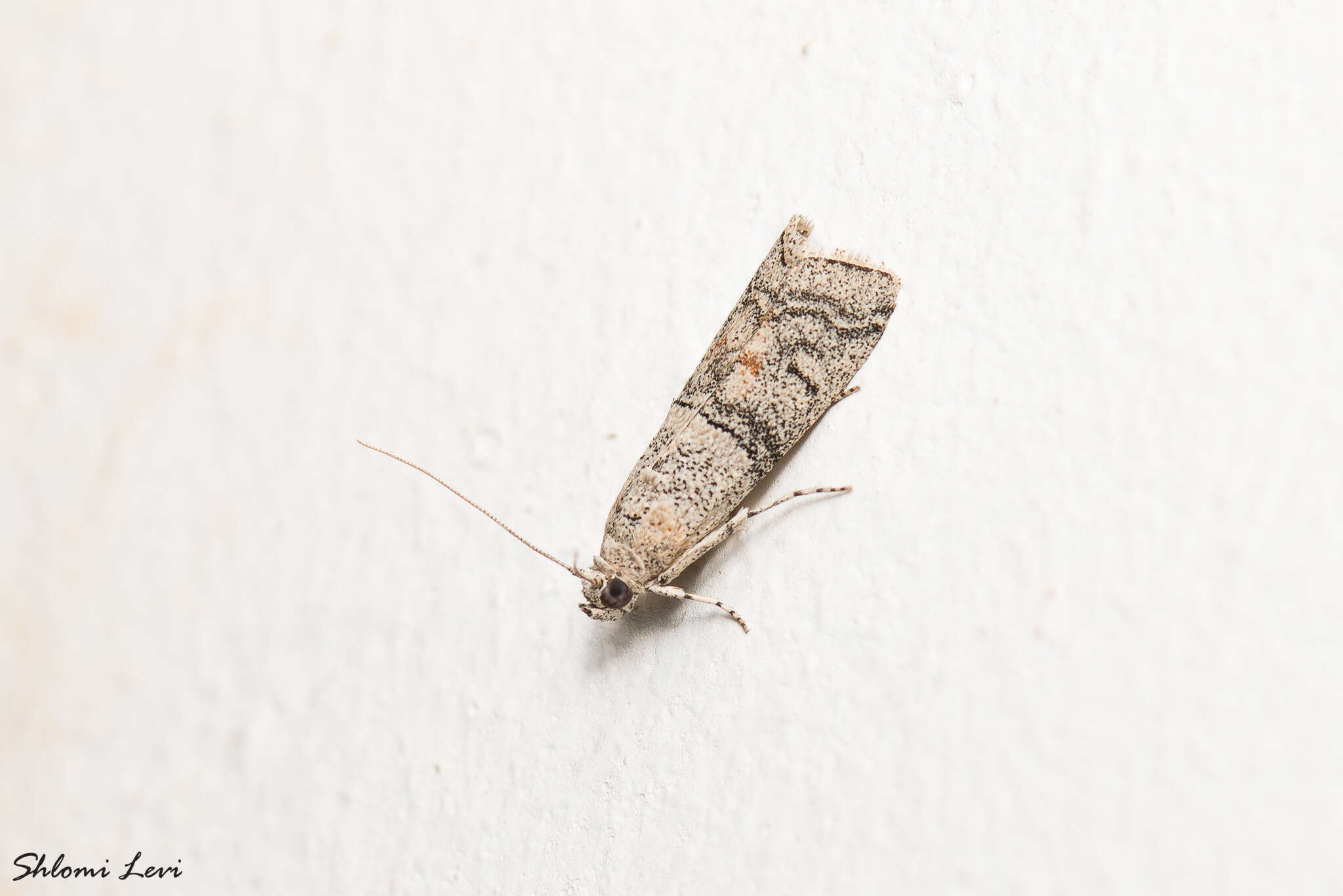 Image of Acrobasis romanella Millière 1869