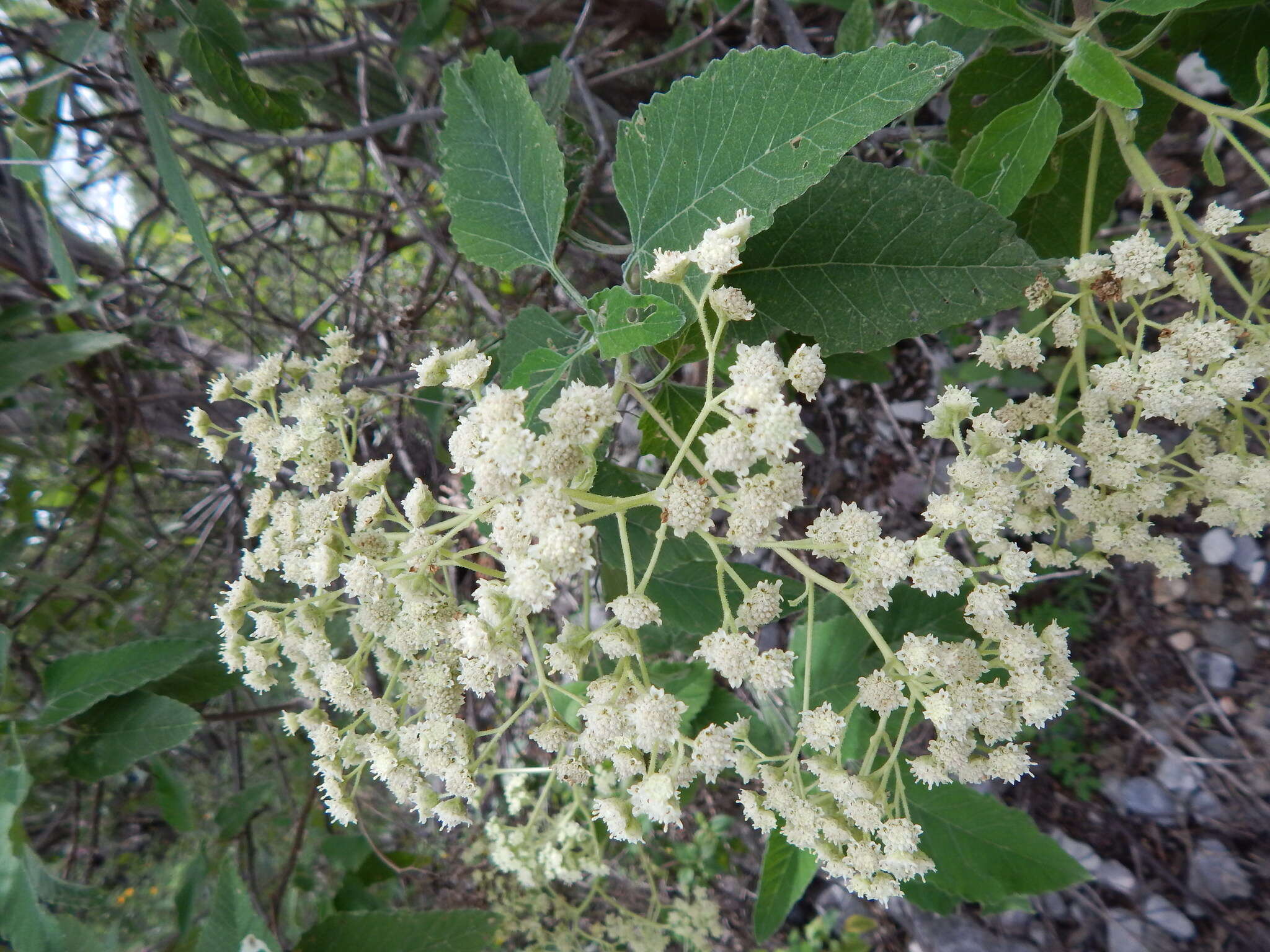 Parthenium tomentosum DC.的圖片