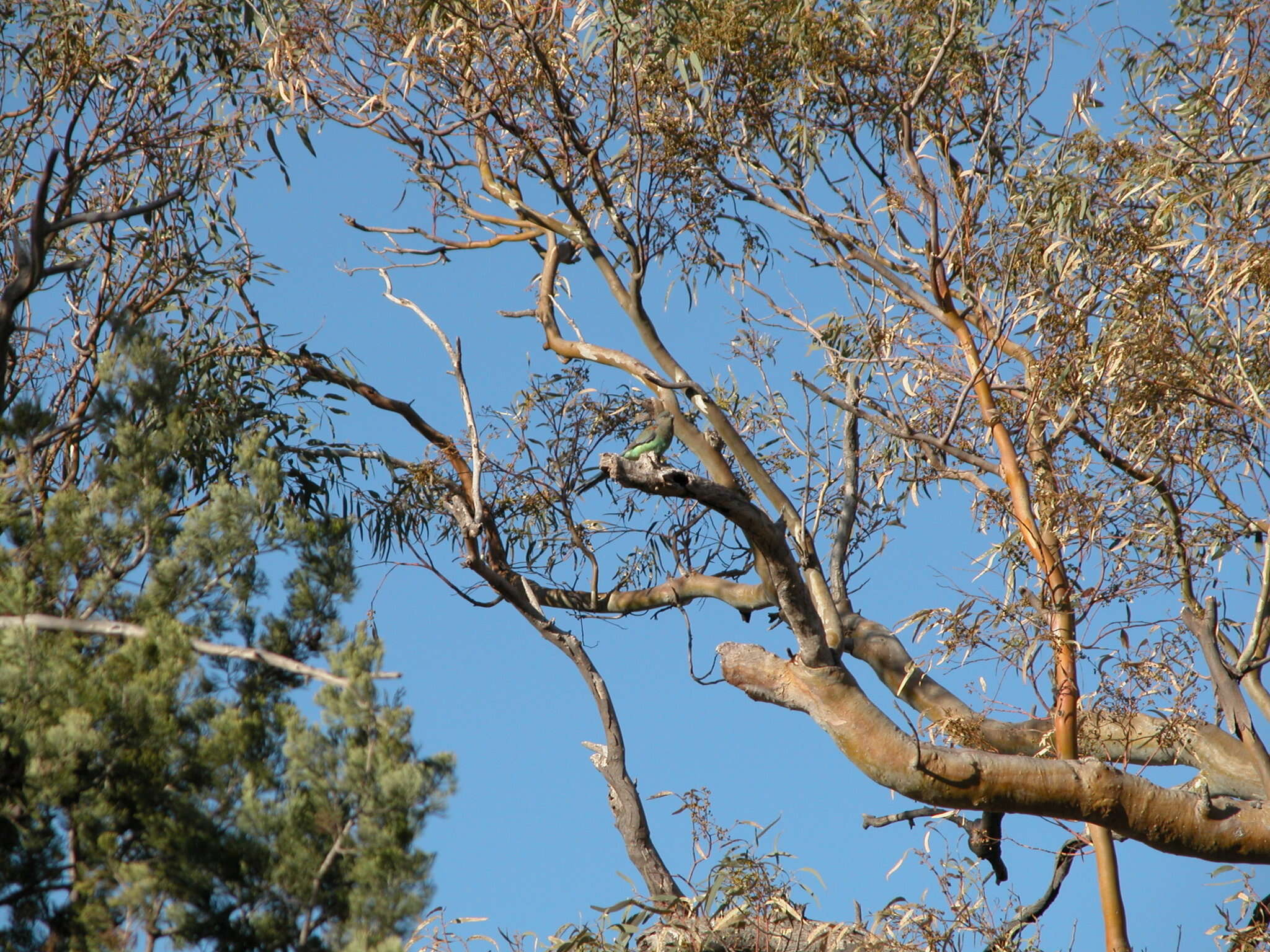 Image of Many-coloured Parakeet