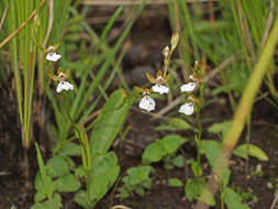 Imagem de Neobolusia tysonii (Bolus) Schltr.