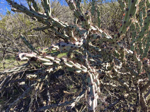 Imagem de Cylindropuntia acanthocarpa (Engelm. & J. M. Bigelow) F. M. Knuth