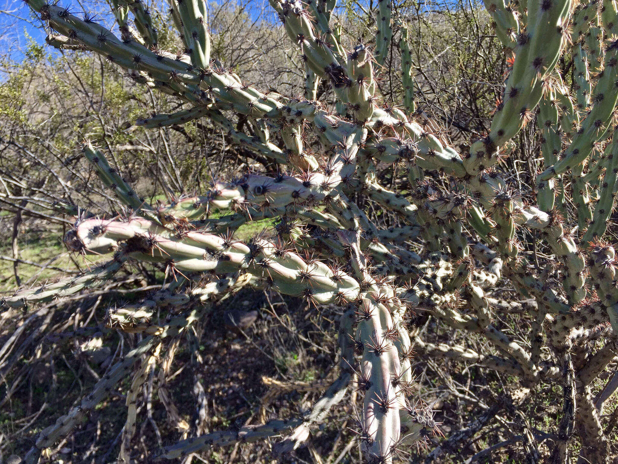 Image of buck-horn cholla