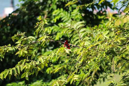 Image of Crimson-backed Tanager