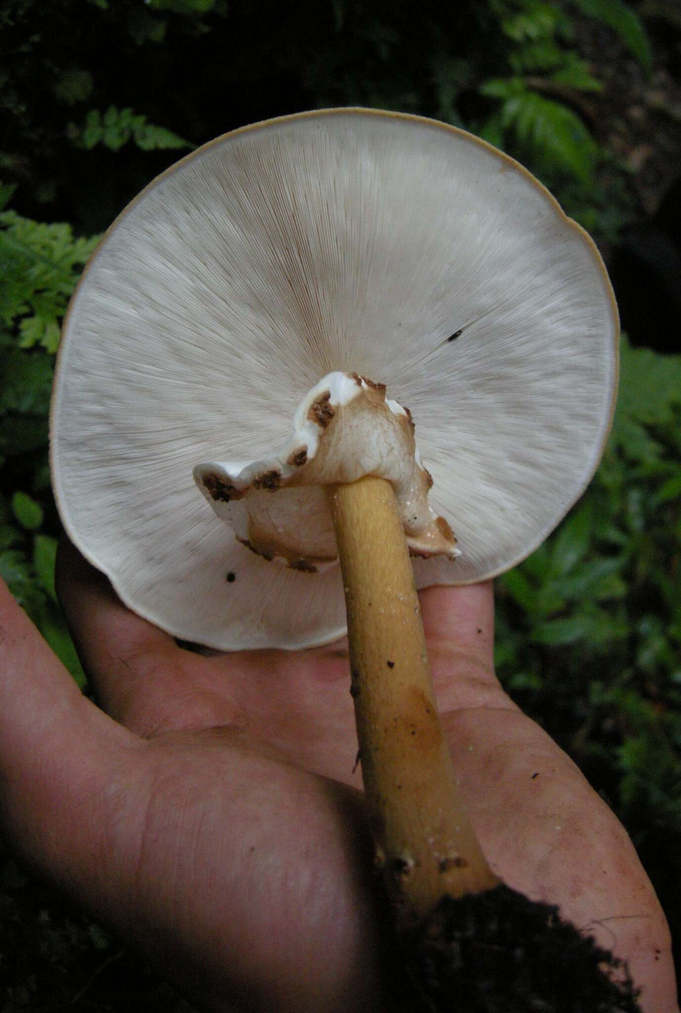 Image of Echinoderma hemisclerum (Berk. & M. A. Curtis) Courtec.