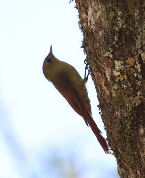 Image of Sittasomus Swainson 1827