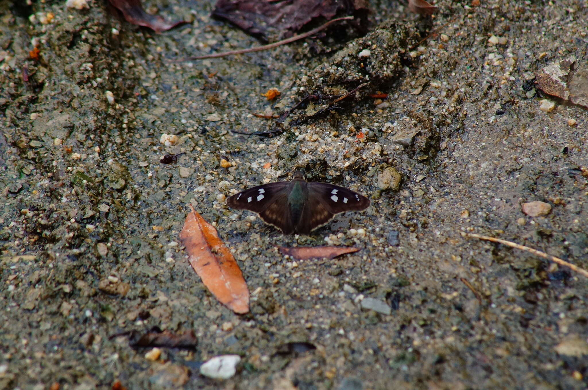 Image of Hammock Skipper