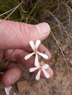 Pelargonium aestivale E. M. Marais resmi