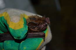 صورة خفاش نوكتول الكبير