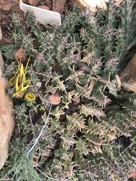 Image of Ceropegia lutea (N. E. Br.) Bruyns