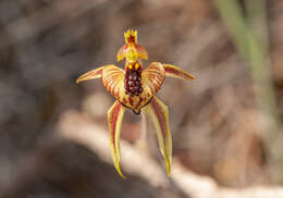 Image of Thick-lipped spider-orchid