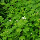 Plancia ëd Filipendula occidentalis (S. Wats.) T. J. Howell