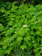 Plancia ëd Filipendula occidentalis (S. Wats.) T. J. Howell