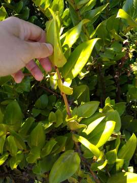 Image of Griselinia scandens (Ruiz & Pav.) Taub.