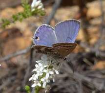 Image of Lepidochrysops asteris (Godart (1824))