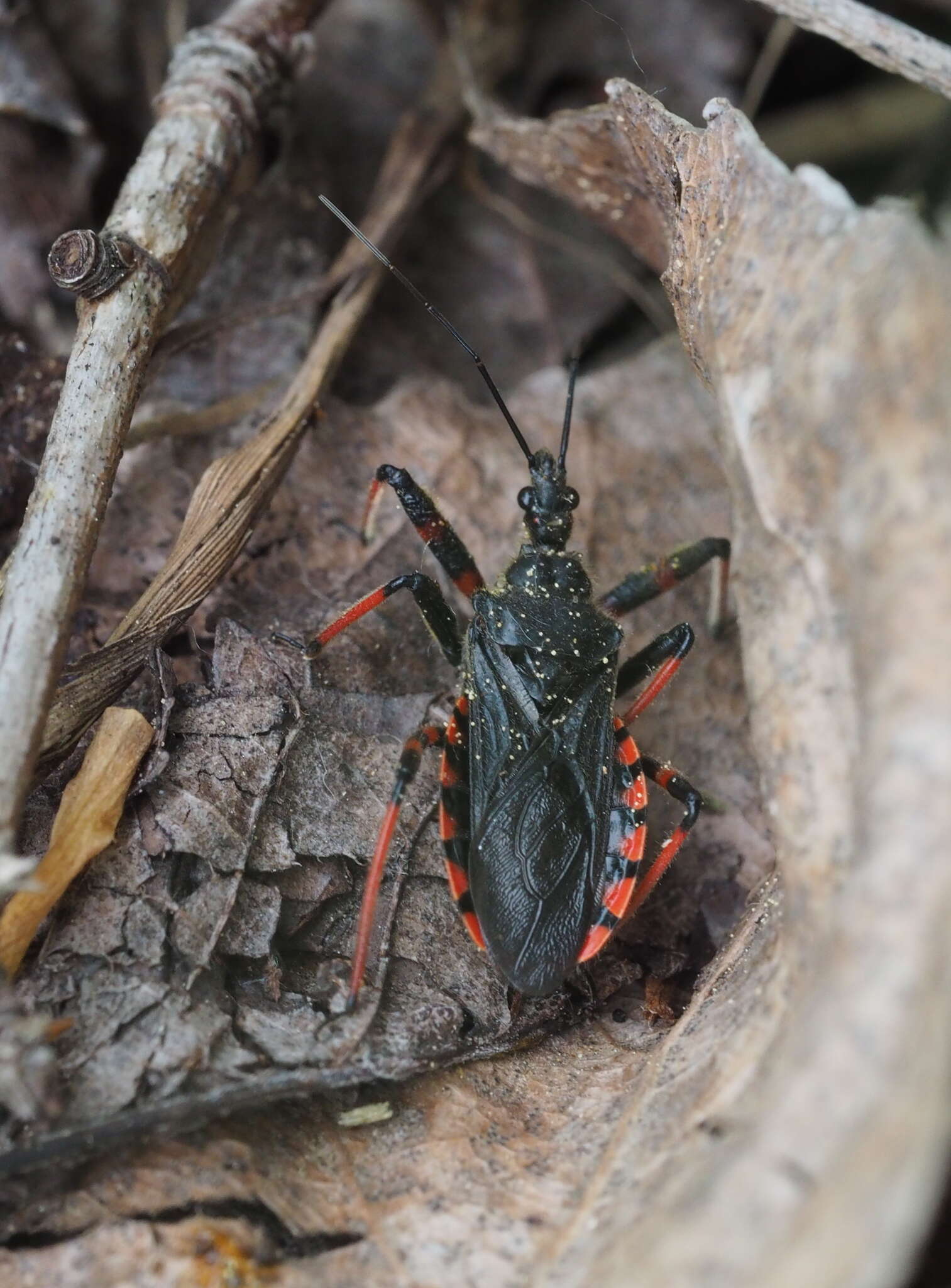 Plancia ëd Rhynocoris annulatus (Linnaeus 1758)