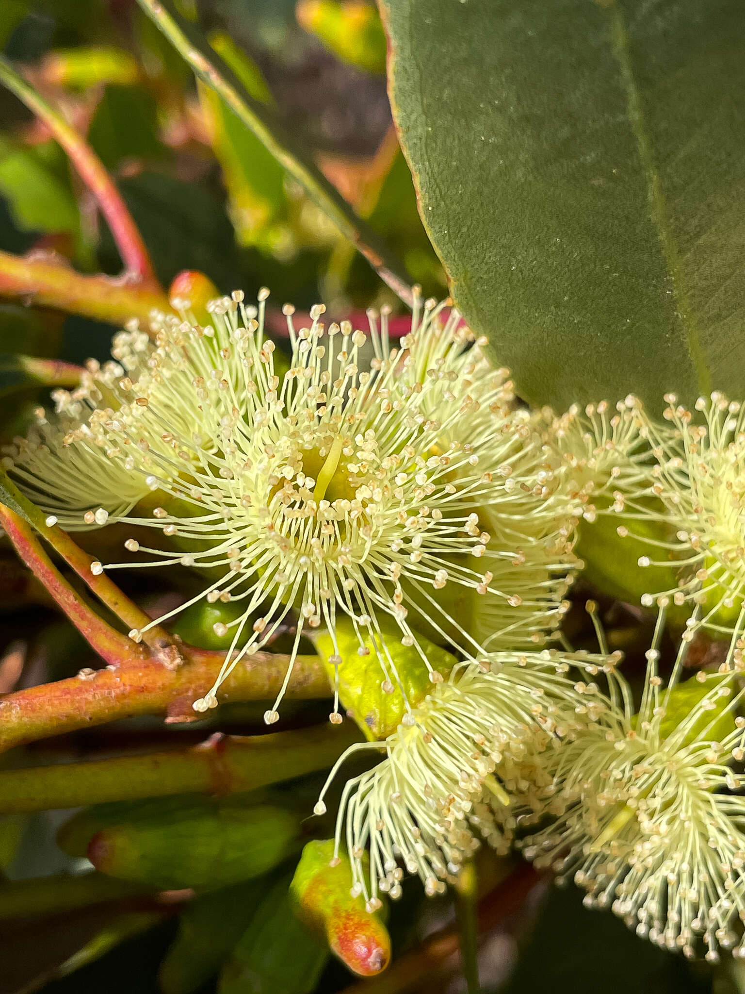 Image of Eucalyptus angulosa Schauer