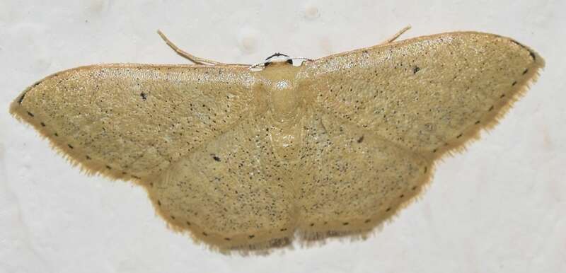 صورة Idaea lusohispanica Herbulot 1990