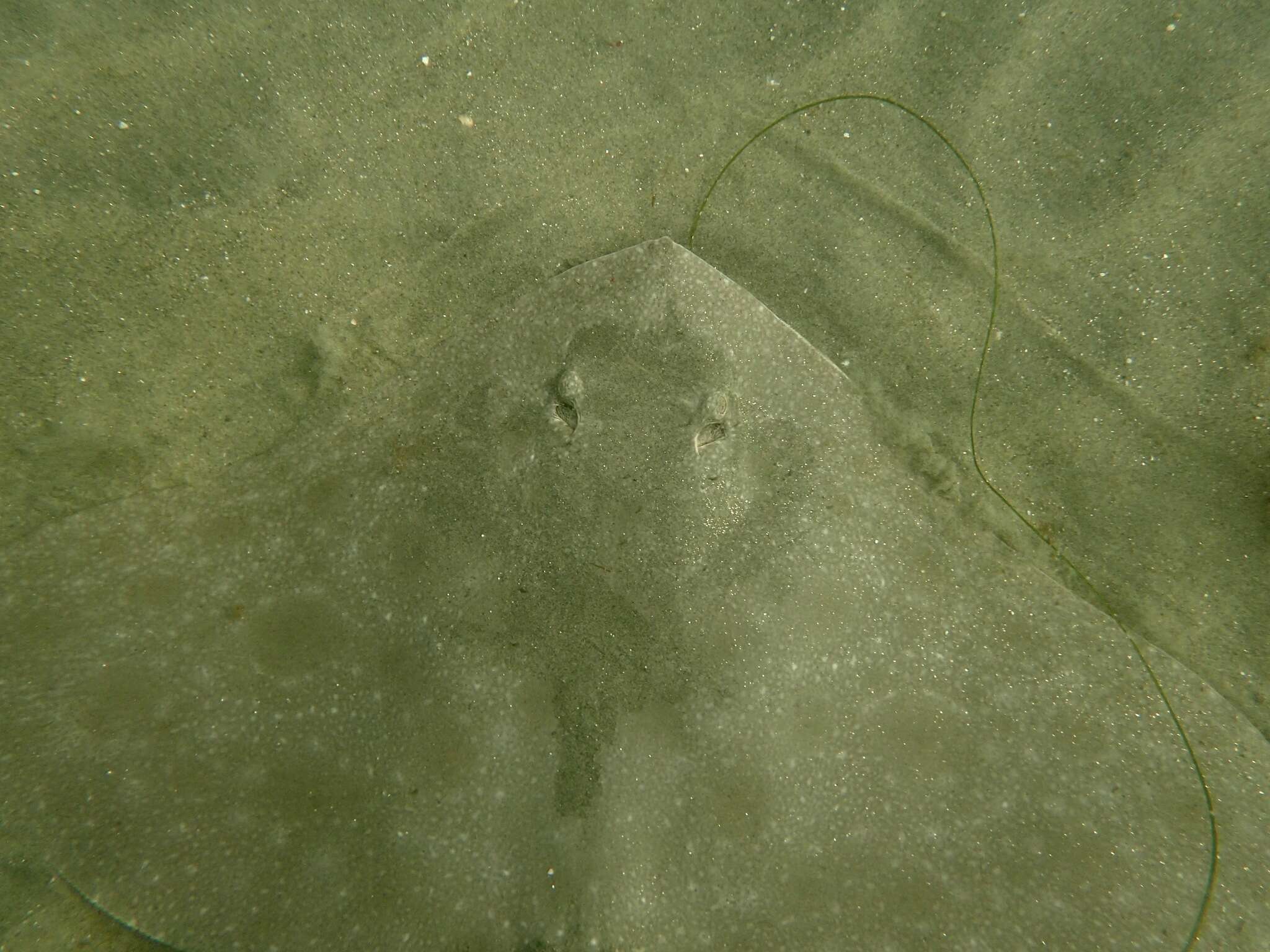 Image of California Butterfly Ray