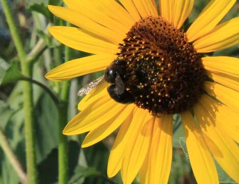 Image of Xylocopa tabaniformis pallidiventris O'Brien & Hurd 1965