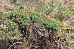 Image of thymeleaf buckwheat