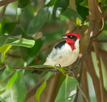 Image of Masked Cardinal