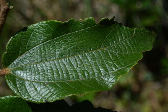 Image of Luehea divaricata Mart.