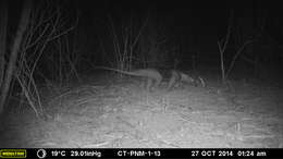 Image of Northern Tamandua