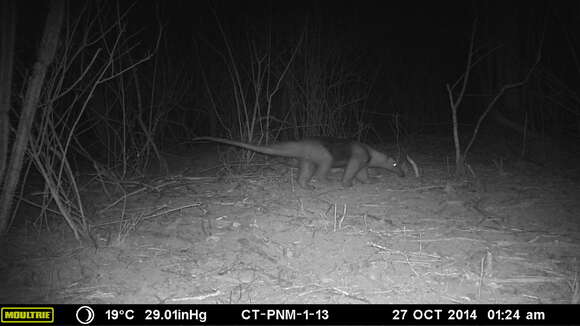 Image of Northern Tamandua