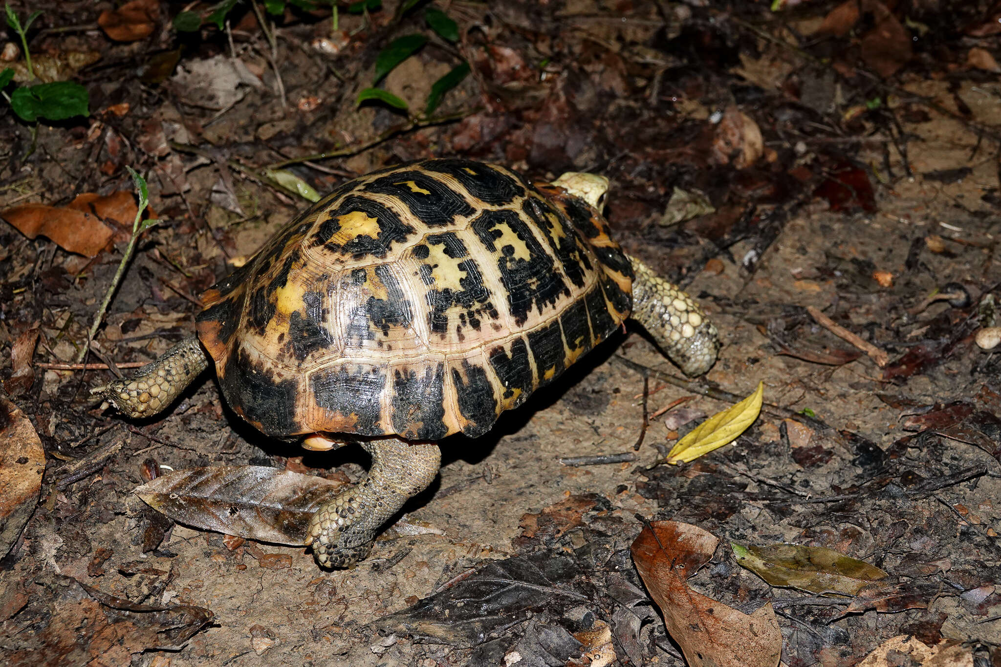 Plancia ëd Indotestudo