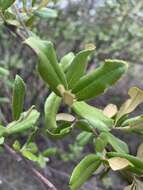 Image of Brachylaena ilicifolia (Lam.) Phill. & Schweick.