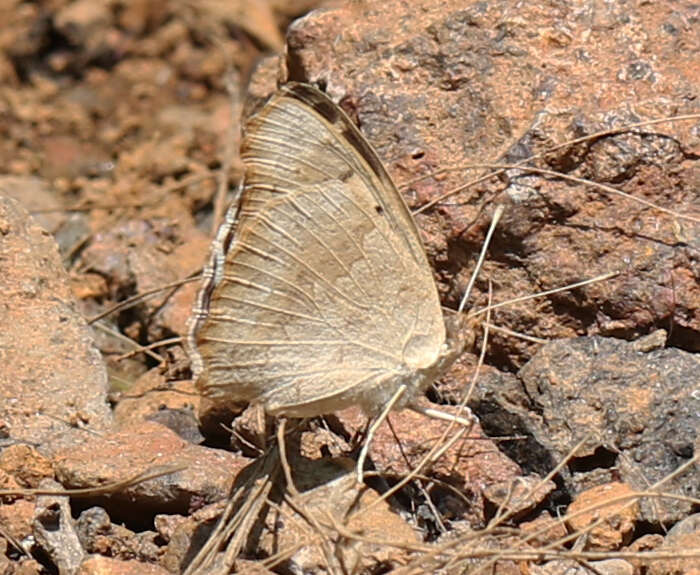 Image of Junonia orithya swinhoei Butler 1885