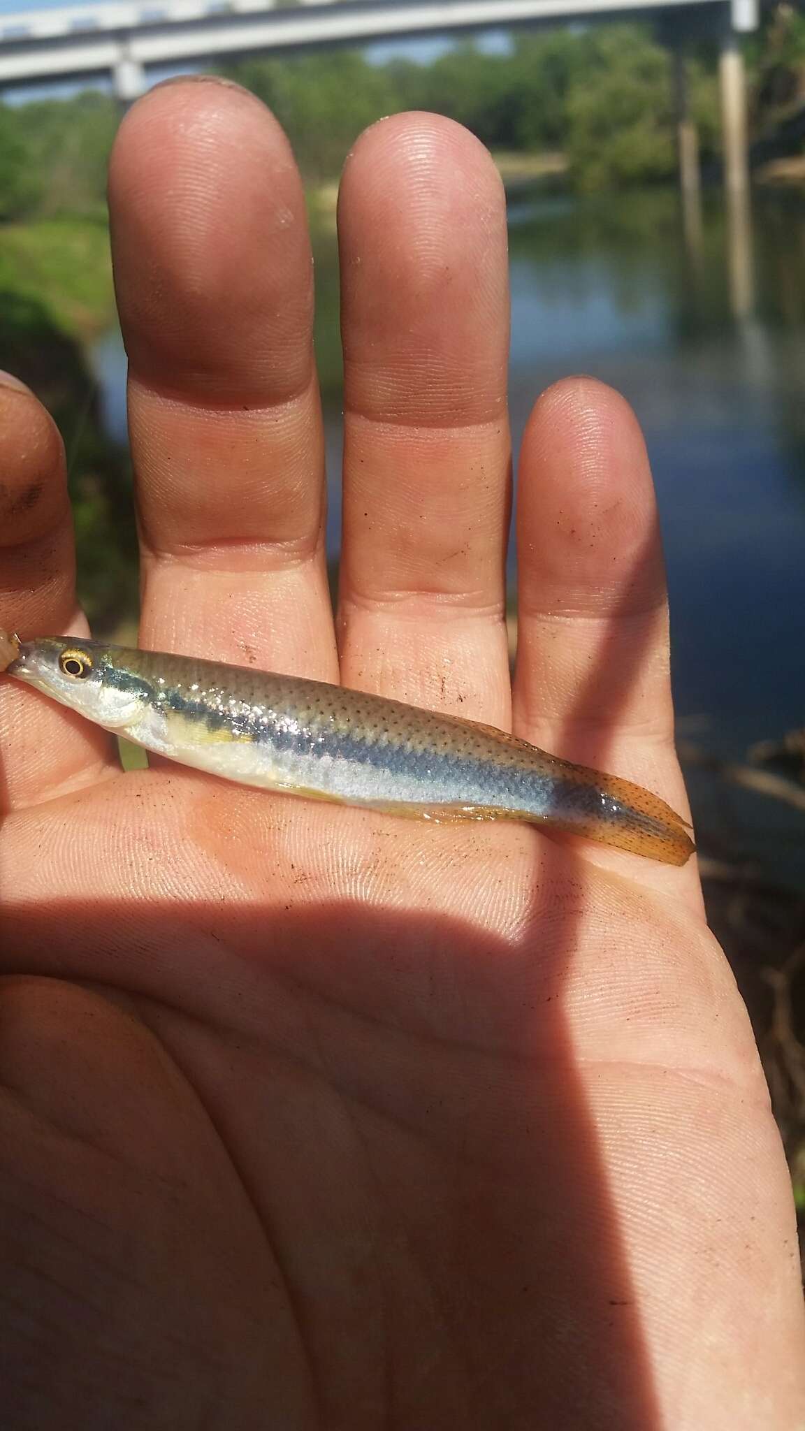 Image of Blackspotted Topminnow