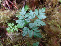 Image of Fern-Leaf Goldthread