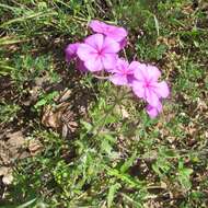 Image of annual phlox