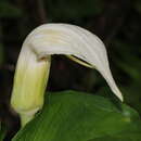 Image of Arisaema murrayi var. murrayi