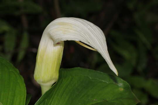 Image of Arisaema murrayi var. murrayi