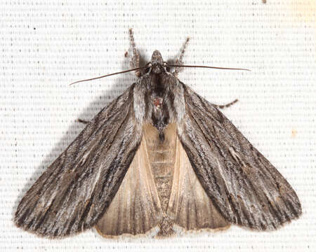 Acronicta lithospila Grote 1874的圖片