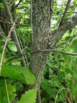 Image of rough hawthorn