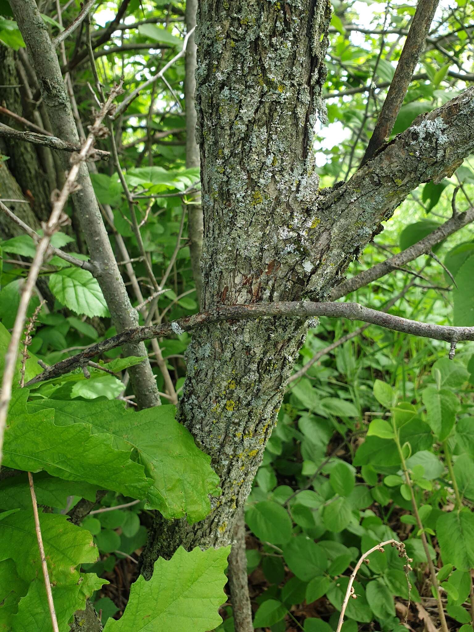 Plancia ëd Crataegus scabrida Sarg.