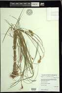 Image of Marsh Straw Sedge