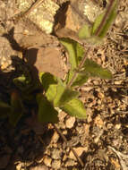 Image of Stevia elatior Kunth