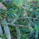 Image de Epidendrum trianthum Schltr.