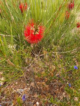 صورة Callistemon teretifolius F. Müll.