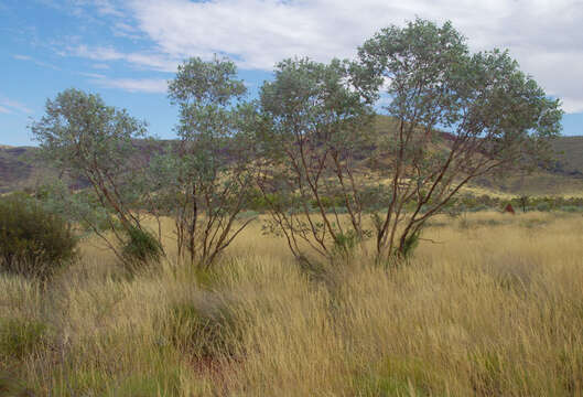 Image of Eucalyptus gamophylla F. Müll.